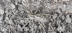 Lycosinae