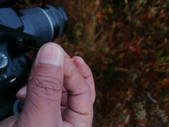 Polytrichum strictum