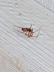 Steatoda nobilis