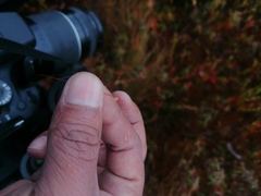 Polytrichum strictum