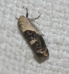 Hypertropha chlaenota