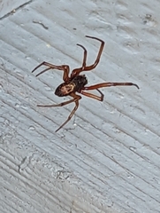 Steatoda nobilis