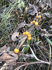 Triosteum perfoliatum