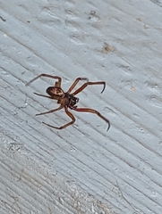 Steatoda nobilis