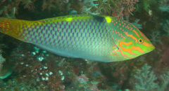 Halichoeres hortulanus