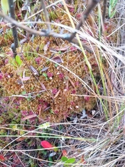 Polytrichum strictum