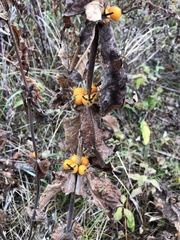 Triosteum perfoliatum