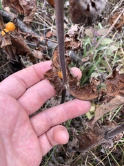 Triosteum perfoliatum