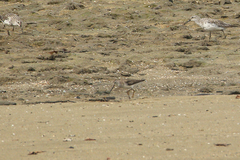 Xenus cinereus