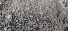 Lycosinae