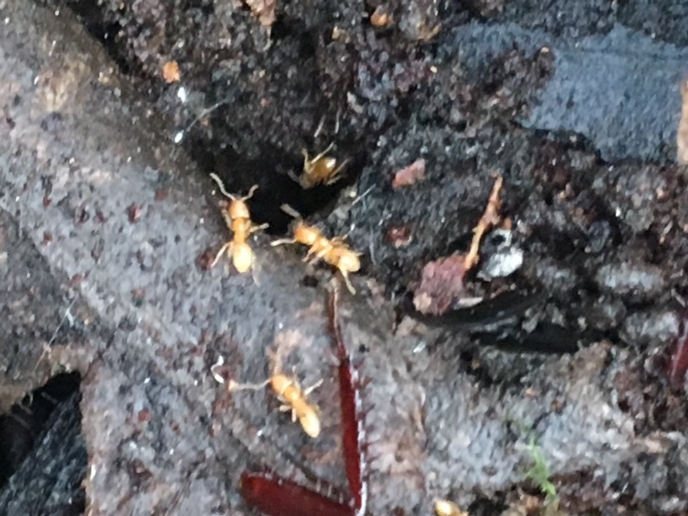 Nebothriomyrmex majeri