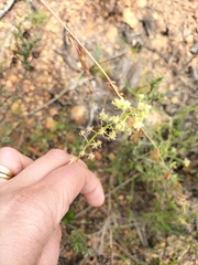 Reseda lutea
