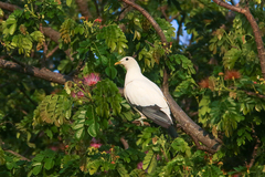 Ducula spilorrhoa