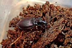 Gastrellarius honestus