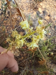 Reseda lutea