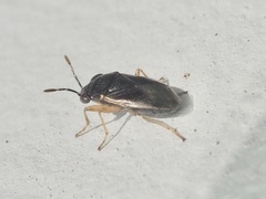 Geocoris uliginosus