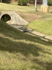 Corvus brachyrhynchos