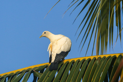 Ducula spilorrhoa