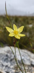 Bobartia filiformis
