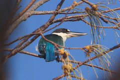 Todiramphus sordidus