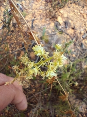 Reseda lutea