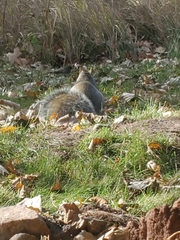 Sciurus carolinensis