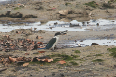 Todiramphus sordidus