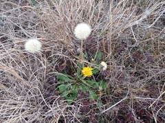Taraxacum serotinum
