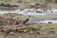 Todiramphus sordidus