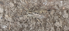 Lycosinae