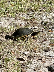 Deirochelys reticularia chrysea
