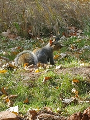 Sciurus carolinensis