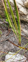Bobartia filiformis