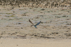 Todiramphus sordidus