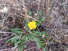 Taraxacum serotinum