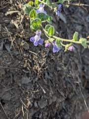 Sairocarpus nuttallianus