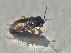 Geocoris uliginosus