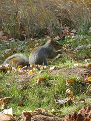 Sciurus carolinensis