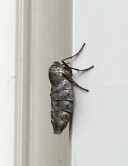 Alsophila pometaria
