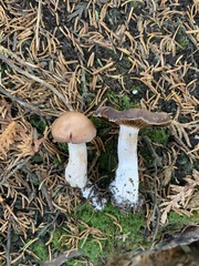 Cortinarius aptecohaerens