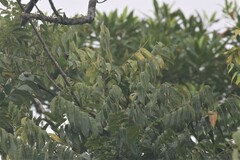 Cyclopsitta diophthalma