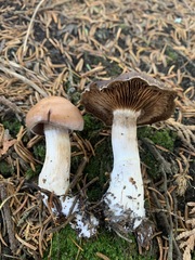 Cortinarius aptecohaerens
