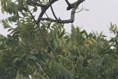 Cyclopsitta diophthalma