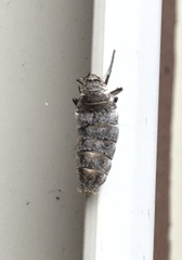 Alsophila pometaria