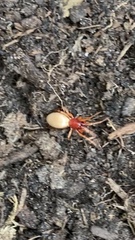 Dysdera