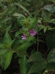 Cuphea carthagenensis