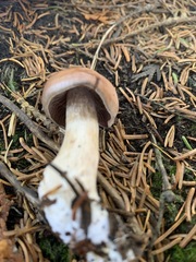 Cortinarius aptecohaerens