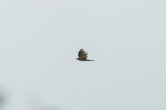 Accipiter rufiventris