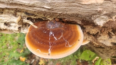 Ischnoderma resinosum