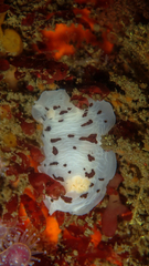 Aphelodoris